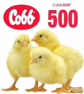 Цыплята бройлеры Кобб 500