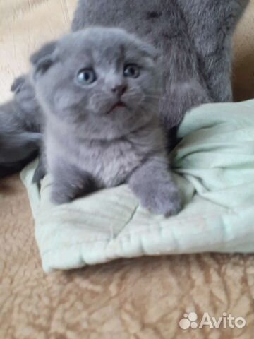 Шотландские котята