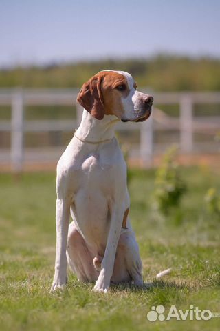 Собака для съёмок в рекламе, кино, фотосессиях