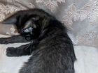 Сиамские котенок объявление продам