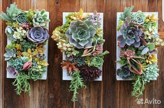 Кашпо с суккулентами