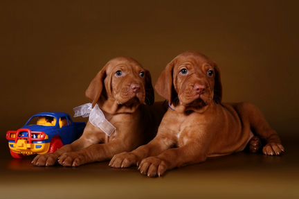 Солнечные зайчики-малышки ждут вас