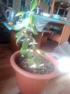 Долларовое дерево