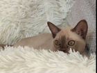 Бурм - Мята котята объявление продам