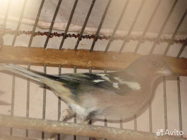 Певчие птицы, щегол, чиж, снегирь, коноплянка