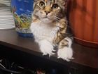 Вязка кошки мейн-кун объявление продам
