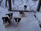 Маленькие щенки замерзают в садах