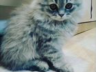 Вислоухая персидская кошка 1,6 года объявление продам
