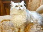 Персидские котята объявление продам