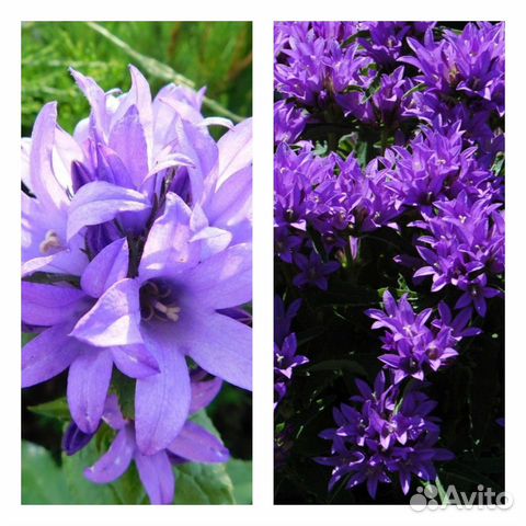 Многолетние цветы