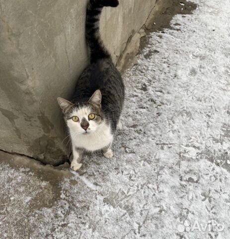 Кастрированный котик в добрые руки