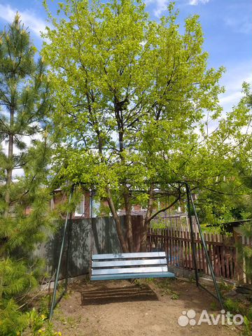 Саженцы клена Роял Рэд, север дуба (3года), желуди