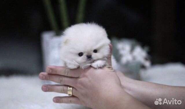 Шпиц мишка красивый микро эксклюзив