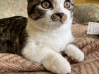 Котик породы Манчкин Вязка объявление продам