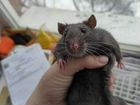 Крыса с клеткой объявление продам