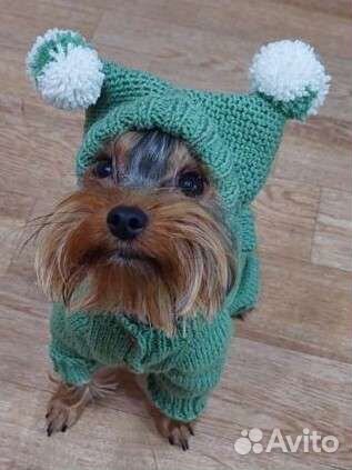 Одежда для собак мелких пород
