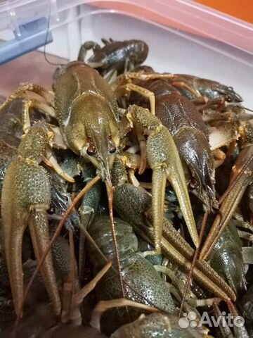 Живой рак речной вкусный