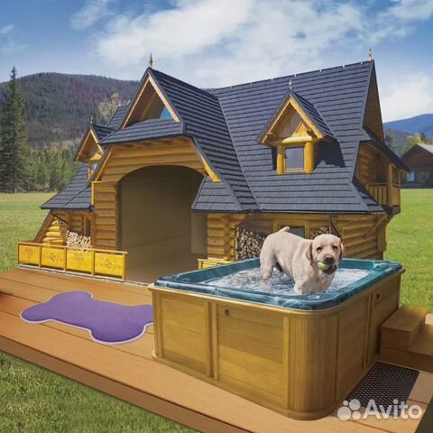 Гостиница для собак. Дрессировка