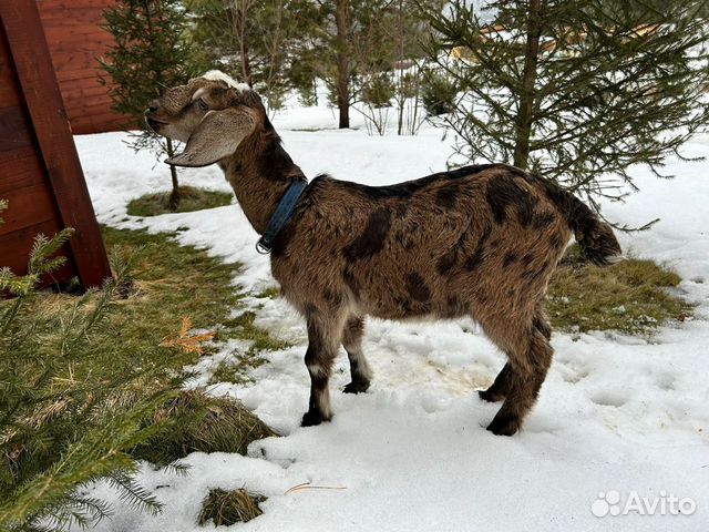 Нубийская козочка