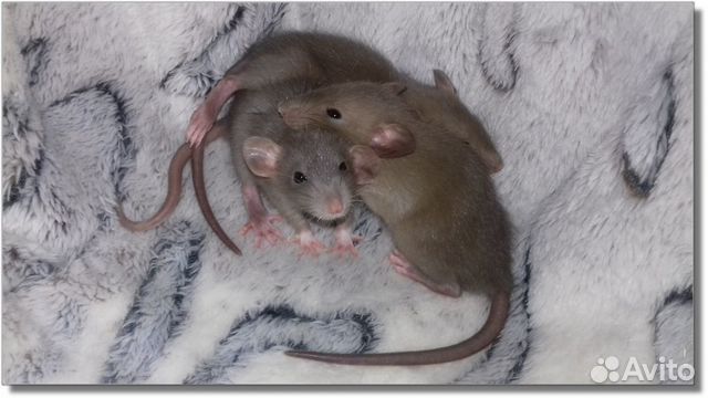 Крысята Дамбо. Крысы насыщенный шоколад и серебрис