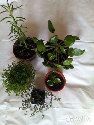 Комнатные цветы