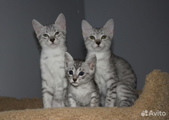 Египетская Мау - ведется запись на котят