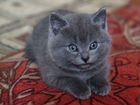 Шотландские котята (скоттиш-фолд, скоттиш-страйт) объявление продам