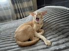 Ориентальный кот на вязку объявление продам