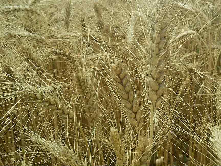 Купить озимые семена. Идиллия озимая пшеница. Ставропольский край пшеница.
