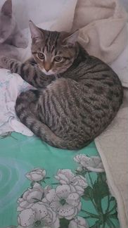 Европейская кошечка один год стерилизованная