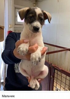 Щенки 2,5 мес