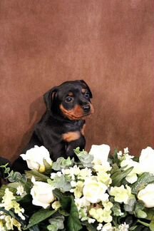 Щенки цвергпинчера