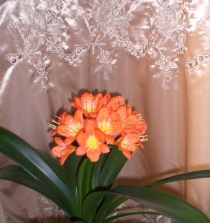 Шикарная Кливия