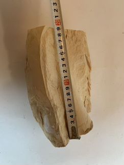 Бивень мамонта