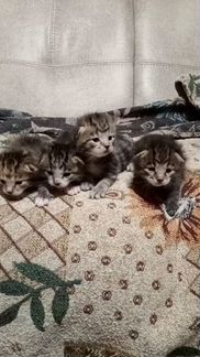 Котята курильский бобтейл