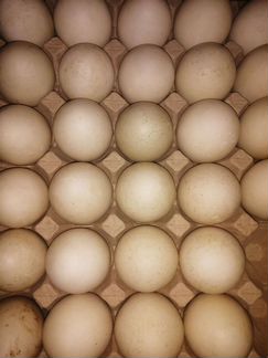 Гусинное инкубационное яйцо