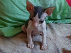 Донской сфинкс котёнок,к лотку приучен.2,5 месяца объявление продам