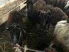 Овцы и ягнята объявление продам