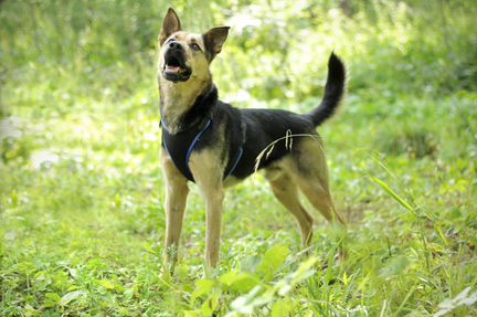 Собака в дар в добрые руки