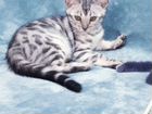 Бенгальские котята (серебро, снежное серебро) объявление продам