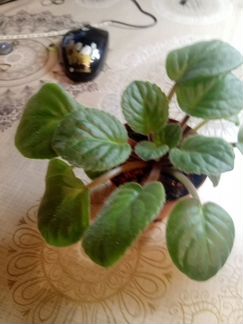 Фиалка молодая