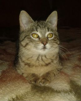 Милый котенок