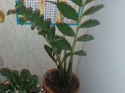 Замиокулькас