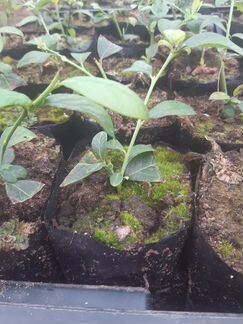 Саженцы голубики дюк