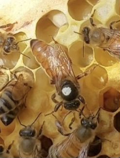 Матки пчелиные