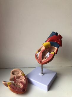 Сердце анатомическая модель