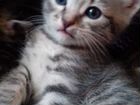 Котята метиса Мейн-куна в добрые руки объявление продам