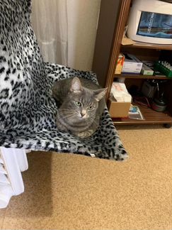 Лежак для кота