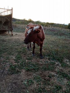 Корова, очень спокойная - фотография № 1