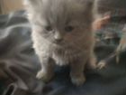 Котенок бесплатно от Русской голубой объявление продам
